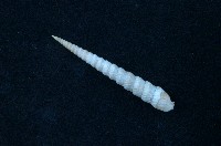 藏品(銼紋筍螺)的圖片